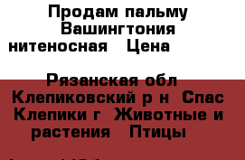 Продам пальму Вашингтония нитеносная › Цена ­ 2 000 - Рязанская обл., Клепиковский р-н, Спас-Клепики г. Животные и растения » Птицы   
